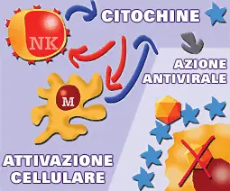 citochine