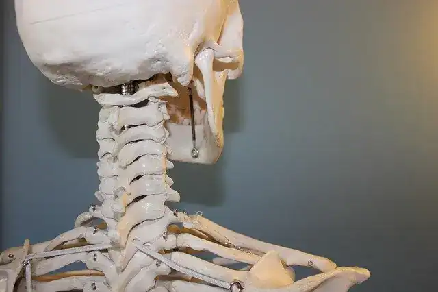 scheletro bianco meditazione