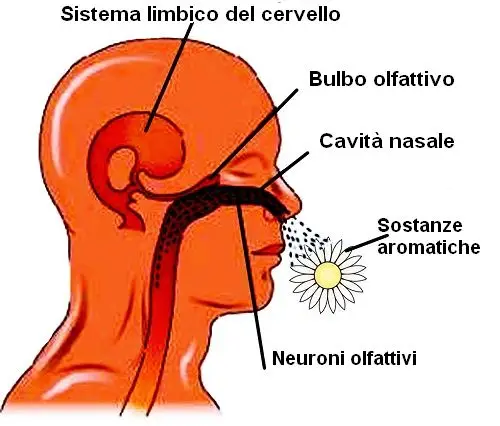sistema olfattivo