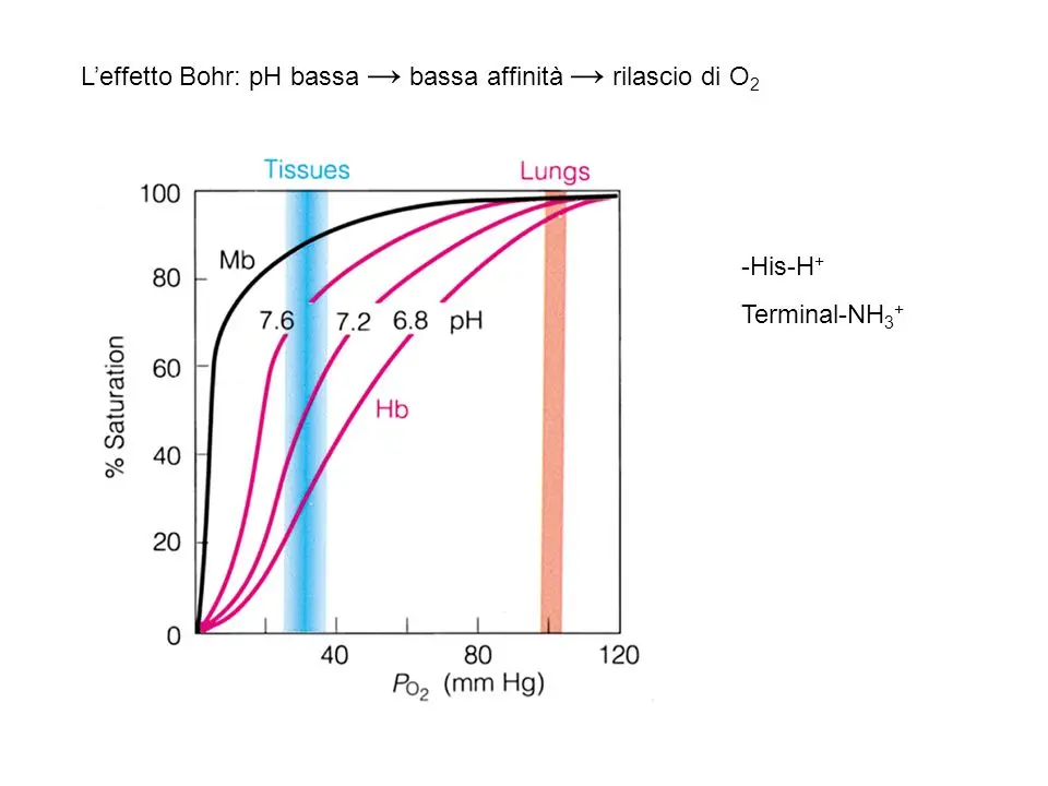 effetto Bohr