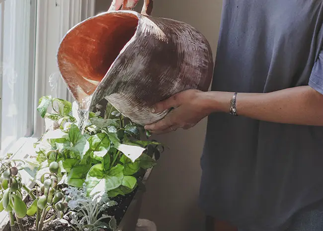 donna innaffia una pianta