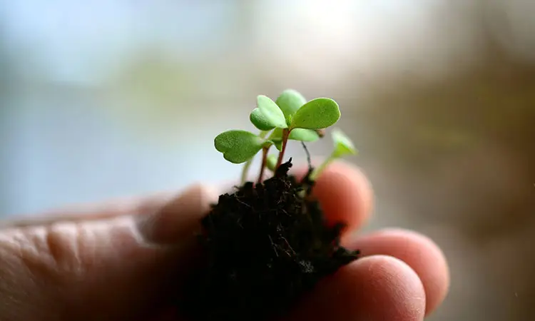 terra medicina cinese