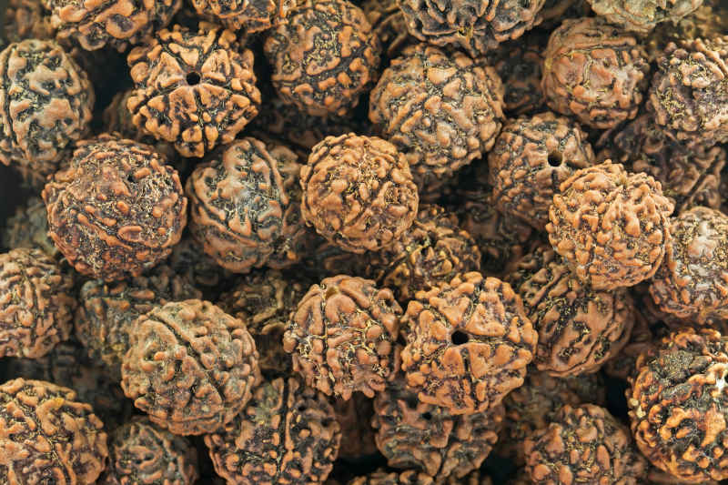 Semi di Rudraksha