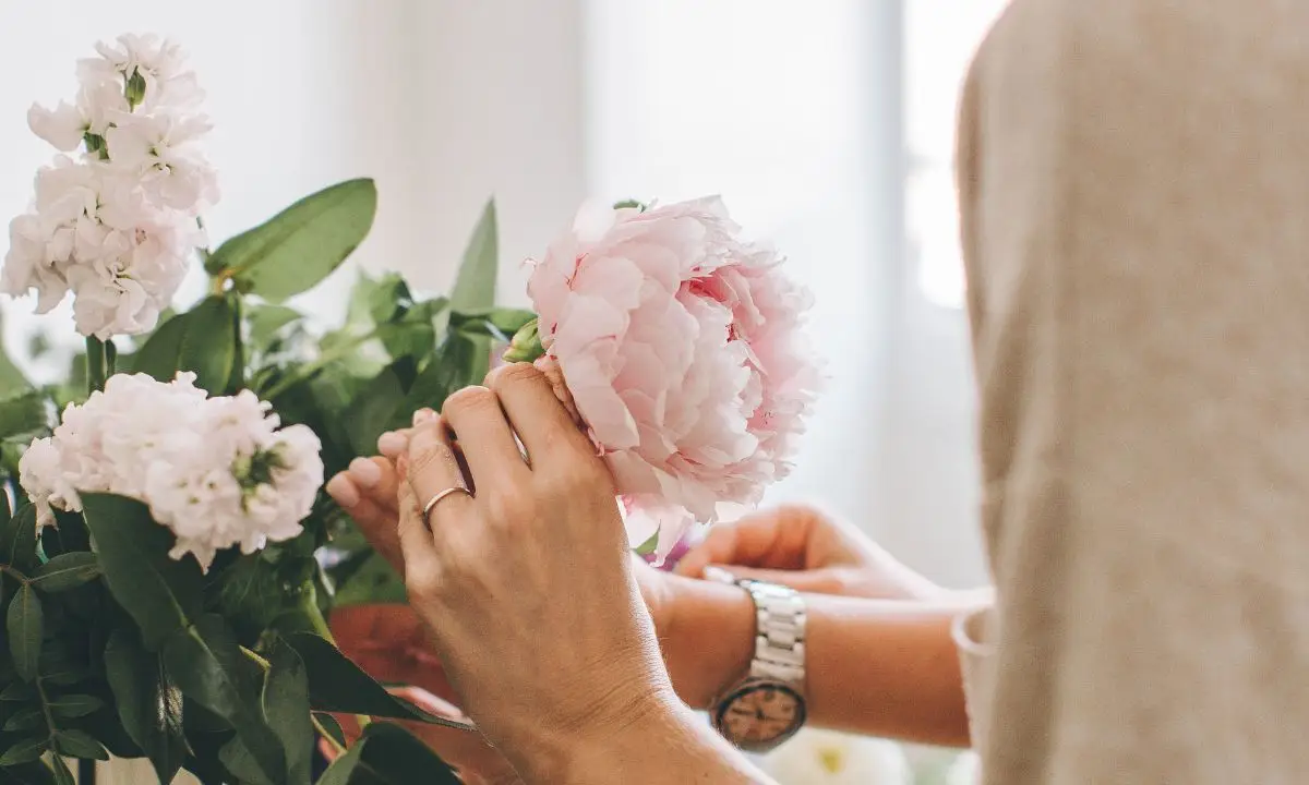 mano femminile sfiora un ranuncolo rosa