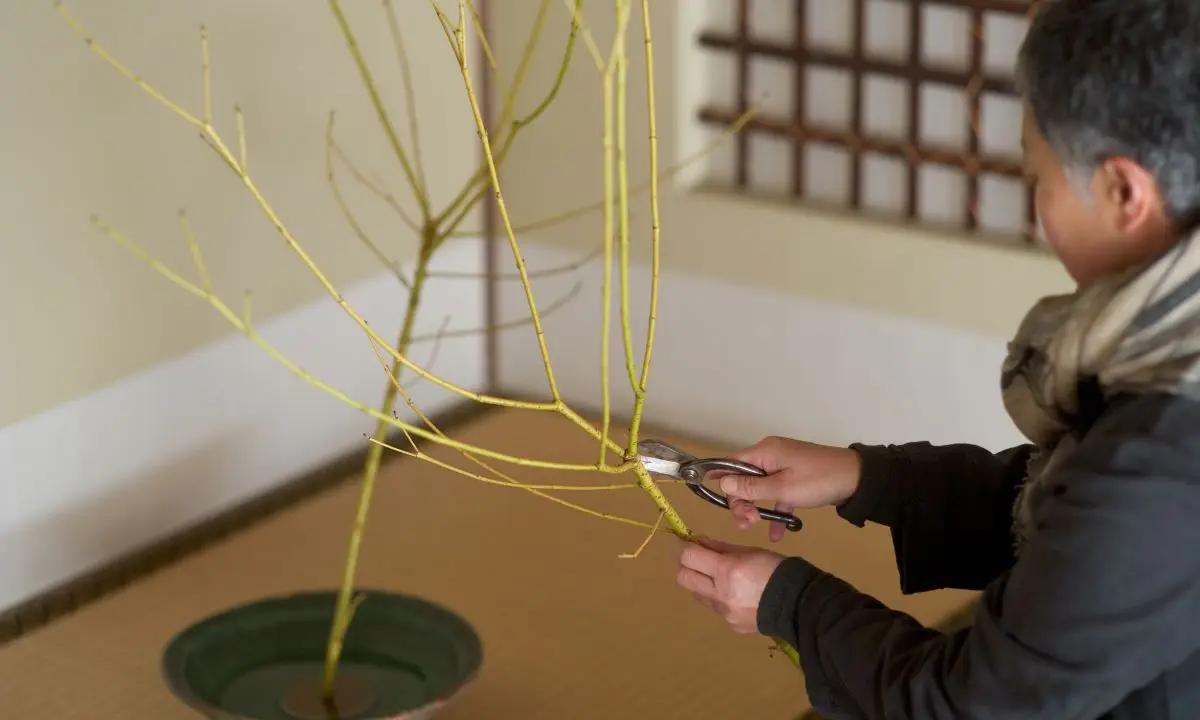 donna taglia rametti